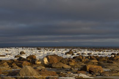 017-Polar Bear in the Landscape.jpg