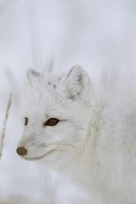 041-Arctic Fox Portrait.jpg