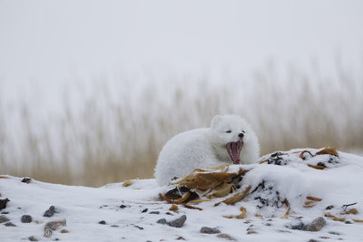 020-Snowy Arctic Fox.jpg