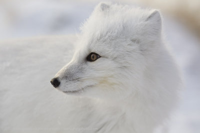 046-Arctic Fox Portrait.jpg