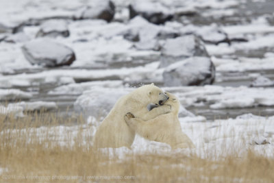 024-Polar Bears Sparring.jpg