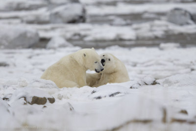 025-Polar Bears Sparring.jpg