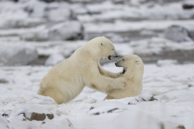 026-Polar Bears Sparring.jpg