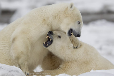 030-Polar Bears Sparring.jpg