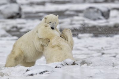031-Polar Bears Sparring.jpg