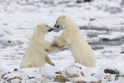 033-Polar Bears Sparring.jpg