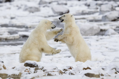 034-Polar Bears Sparring.jpg