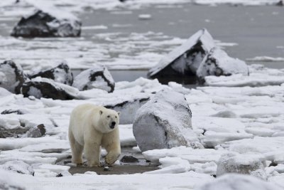 039-Polar Bear in the Landscape.jpg