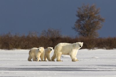 042-Mother with Cubs.jpg