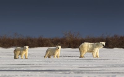 043-Mother with Cubs.jpg