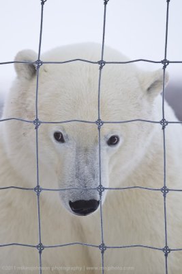 044-Polar Bear Through the Fence.jpg