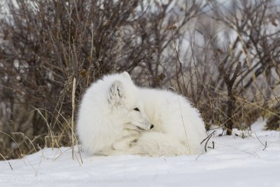 048-Arctic Fox at Rest.jpg