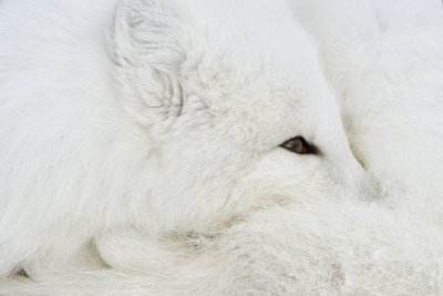 049-Impression of an Arctic Fox.jpg