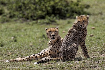 003-Cheetah and Cub.jpg