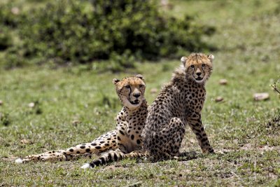 004-Cheetah and Cub.jpg