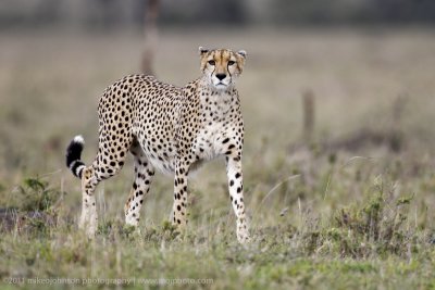 009-Cheetah Hunting.jpg
