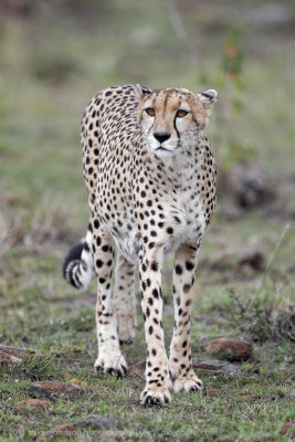 010-Cheetah Hunting Portrait.jpg