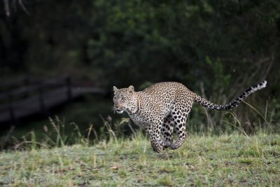 013-Leopard Running.jpg