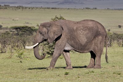016-Elephant.jpg