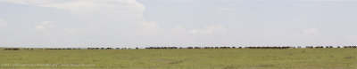 017-Wildebeest Migration.jpg