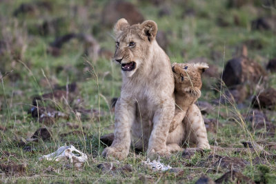 024-Lion Cubs.jpg