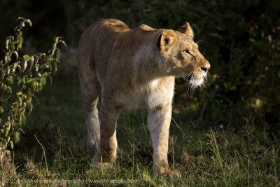 028-Lion on the Prowl.jpg