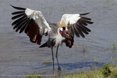 035-Crowned Crane.jpg