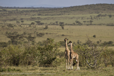 038-Giraffe Babies.jpg