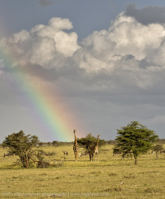 041-Rainbow Giraffes.jpg