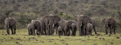 049-Elephants Heading My Way.jpg