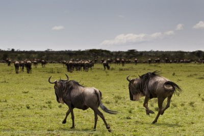 057-Wildebeest.jpg