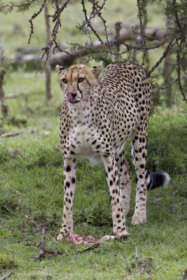 060-Cheetah with Lunch.jpg