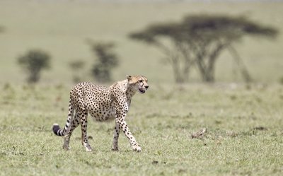 061-Cheetah Walking.jpg