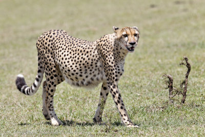 062-Cheetah Walking.jpg