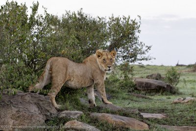 065-Young Male Lion.jpg
