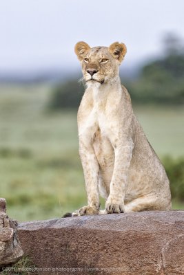 066-Lioness.jpg