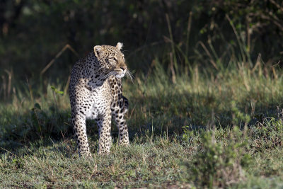 067-Leopard.jpg