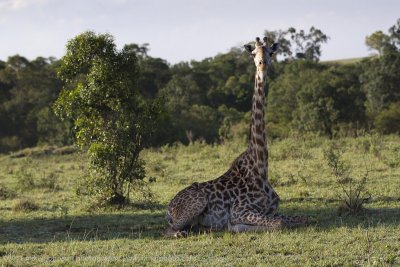 068-Giraffe at Rest.jpg