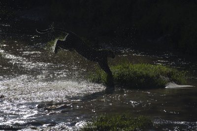 070-Leopard Leaping.jpg