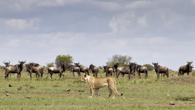 076-Lion Walking By.jpg