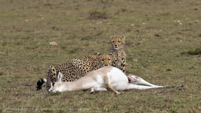 084-Cheetah with Kill.jpg