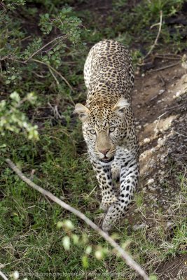 097-Leopard Approaching.jpg