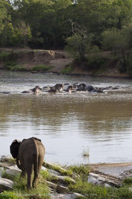 100-Elephant and Hippos.jpg