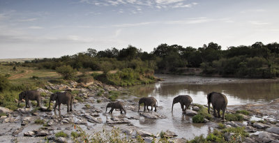104-Elephants Cross the River.jpg