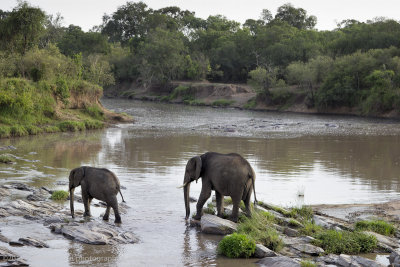 105-Elephants Cross the River.jpg