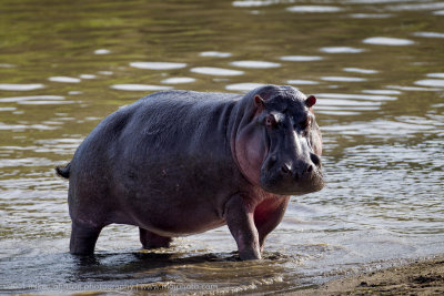 107-Very Large Hippo.jpg