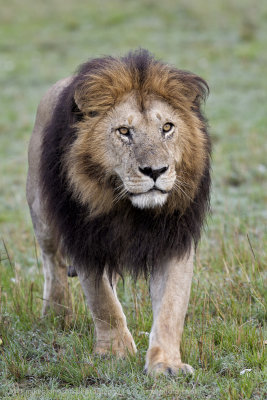 110-Lion King.jpg