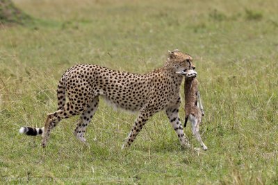 120-Cheetah with Lunch.jpg