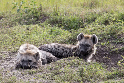 126-Hyena Pups.jpg