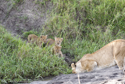 134-Lion and Cubs.jpg